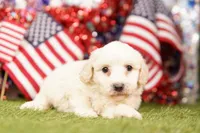 Chicken Noodle, a female Poodle - Miniature  and Shichon for sale in Lake Mills, IA – 2 of 4