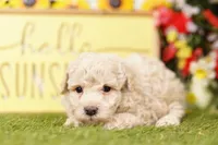 Duffy, a male Schnoodle and Poodle - Miniature  for sale in Lake Mills, IA – 5 of 5