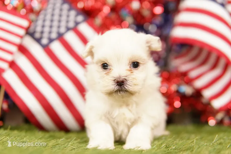Oldsmobile – Shih Tzu, Maltipom puppy for sale in Lake Mills, IA