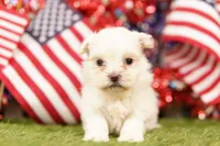 Oldsmobile, a female Shih Tzu and Maltipom for sale in Lake Mills, IA – 1 of 3