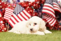 Chicken Noodle, a female Poodle - Miniature  and Shichon for sale in Lake Mills, IA – 4 of 4