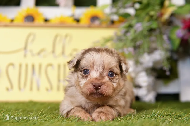 Keystone – Poodle - Miniature , Peek-A-Pom puppy for sale in Lake Mills, IA