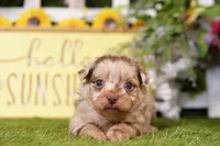 Keystone, a male Poodle - Miniature  and Peek-A-Pom for sale in Lake Mills, IA – Photo 1 of 3