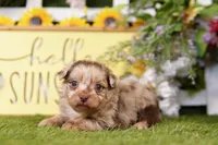 Keystone, a male Poodle - Miniature  and Peek-A-Pom for sale in Lake Mills, IA – Photo 2 of 3