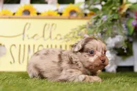 Keystone, a male Poodle - Miniature  and Peek-A-Pom for sale in Lake Mills, IA – Photo 3 of 3