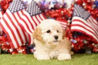 Fluffy, a female Schnoodle and Poodle - Miniature  for sale in Lake Mills, IA – 4 of 6