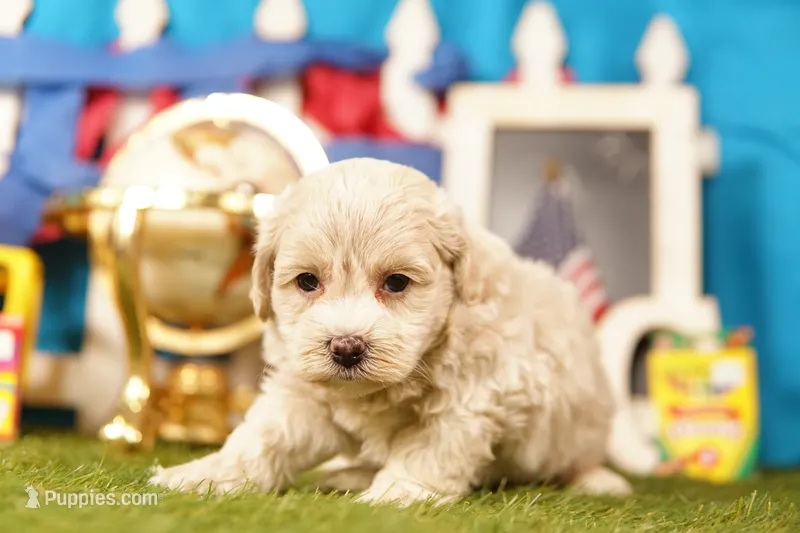 Butter – Havapoo puppy for sale in Lake Mills, IA