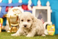 Butter, a male Havapoo for sale in Lake Mills, IA – 1 of 3