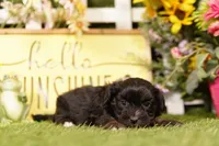 Microwave, a male Shihpoo for sale in Lake Mills, IA – 3 of 3