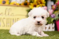 M&M, a female Maltese for sale in Lake Mills, IA – 3 of 3