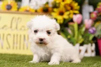 M&M, a female Maltese for sale in Lake Mills, IA – 2 of 3
