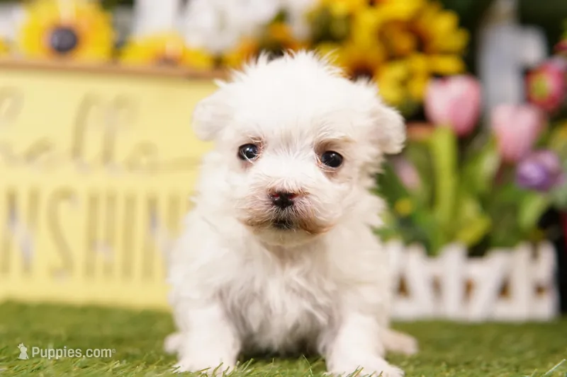 M&M – Maltese puppy for sale in Lake Mills, IA