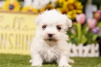 M&M, a female Maltese for sale in Lake Mills, IA – 1 of 3