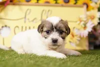 Chandler, a male Havanese and Shih Tzu for sale in Lake Mills, IA – Photo 3 of 3