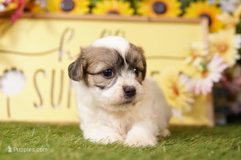 Chandler – Havanese, Shih Tzu puppy for sale in Lake Mills, IA