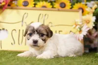Chandler, a male Havanese and Shih Tzu for sale in Lake Mills, IA – Photo 2 of 3
