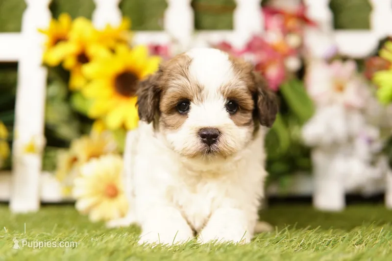 Biscuit – Bichon Frise, Havapoo puppy for sale in Lake Mills, IA