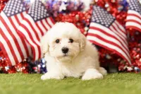 Muffy, a male Schnoodle and Poodle - Miniature  for sale in Lake Mills, IA – 6 of 6