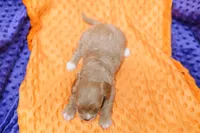 Saratoga, a female Cavapoo for sale in Lake Mills, IA – 2 of 2