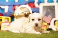 Olive, a male Havapoo for sale in Lake Mills, IA – 1 of 3