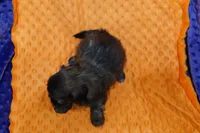 Ripple, a female Shih Tzu for sale in Lake Mills, IA – Photo 5 of 5