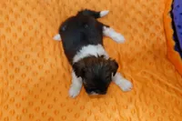 Puddle, a female Shih Tzu for sale in Lake Mills, IA – Photo 5 of 5