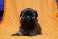 Ripple, a female Shih Tzu for sale in Lake Mills, IA – Photo 2 of 5