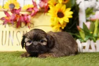 Ripple, a female Shih Tzu for sale in Lake Mills, IA – Photo 4 of 5