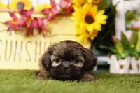 Ripple, a female Shih Tzu for sale in Lake Mills, IA – Photo 1 of 5