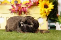 Ripple, a female Shih Tzu for sale in Lake Mills, IA – Photo 3 of 5
