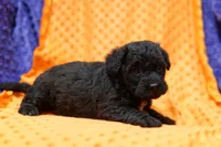 Enchilada, a male Bichon Frise and Schnoodle for sale in Lake Mills, IA – 4 of 6