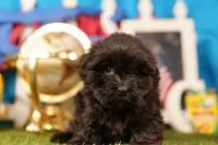 Pepsi, a male Mal Shi for sale in Lake Mills, IA – 2 of 3