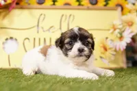 Joey, a male Havanese and Shih Tzu for sale in Lake Mills, IA – Photo 1 of 3