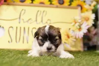 Joey, a male Havanese and Shih Tzu for sale in Lake Mills, IA – Photo 2 of 3