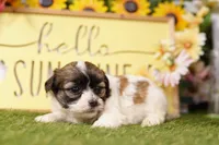 Joey, a male Havanese and Shih Tzu for sale in Lake Mills, IA – Photo 3 of 3