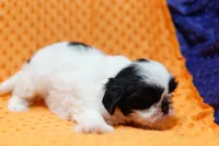 Short Cake, a female Shih Tzu for sale in Lake Mills, IA – 2 of 6