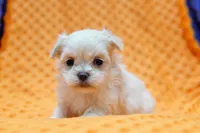 Gold, a male Pekingese and Maltipom for sale in Lake Mills, IA – Photo 2 of 6