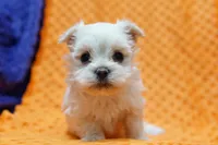 Silver, a male Pekingese and Maltipom for sale in Lake Mills, IA – Photo 6 of 7