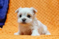 Silver, a male Pekingese and Maltipom for sale in Lake Mills, IA – Photo 4 of 7