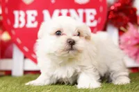Silver, a male Pekingese and Maltipom for sale in Lake Mills, IA – Photo 5 of 7
