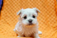 Silver, a male Pekingese and Maltipom for sale in Lake Mills, IA – Photo 3 of 7