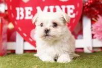 Silver, a male Pekingese and Maltipom for sale in Lake Mills, IA – Photo 1 of 7