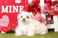 Gold, a male Pekingese and Maltipom for sale in Lake Mills, IA – Photo 5 of 6