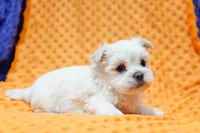 Silver, a male Pekingese and Maltipom for sale in Lake Mills, IA – Photo 2 of 7