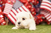 Pontiac, a female Shih Tzu and Maltipom for sale in Lake Mills, IA – 2 of 3