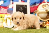 Milwaukee, a male Shichon and Bichpoo for sale in Lake Mills, IA – 2 of 3