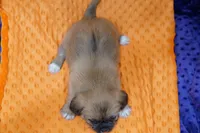 Jupiter, a female Puggle and Shih Tzu for sale in Lake Mills, IA – Photo 2 of 2