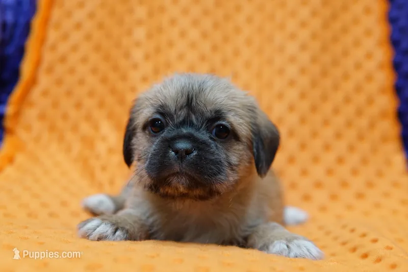 Jupiter – Puggle, Shih Tzu puppy for sale in Lake Mills, IA