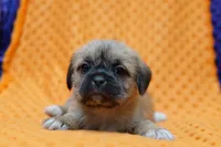 Jupiter, a female Puggle and Shih Tzu for sale in Lake Mills, IA – Photo 1 of 2