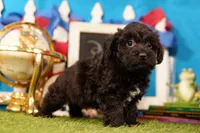 Tacochili, a male Bichon Frise and Schnoodle for sale in Lake Mills, IA – 4 of 6